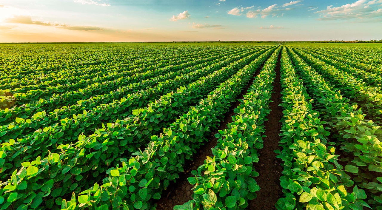 A vibrant green crop field stretches toward the horizon under a sunny sky with clouds.